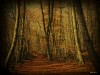Mi bosque: fotografia pictorica
